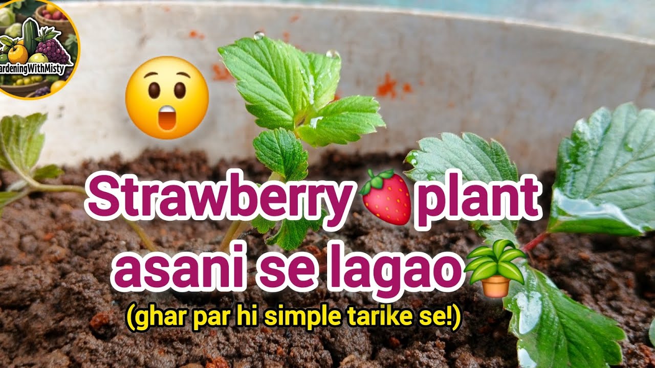 🍓 “Strawberry Ghar Pe Ugaane Ka Asaan Tarika | Step by Step Tutorial #strawberry #planting #viral 