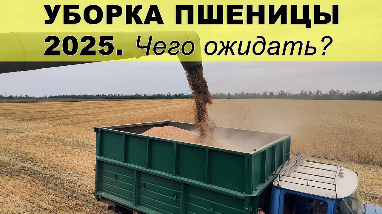 УБОРКА озимой пшеницы 2025