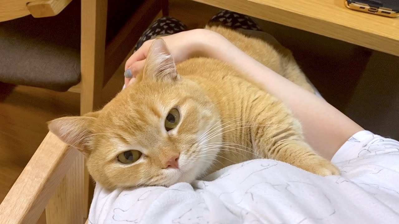 【世界中の犬派の方へ】猫は甘えん坊に育つとこうなります。-Cat videos for dog lovers around the world.-