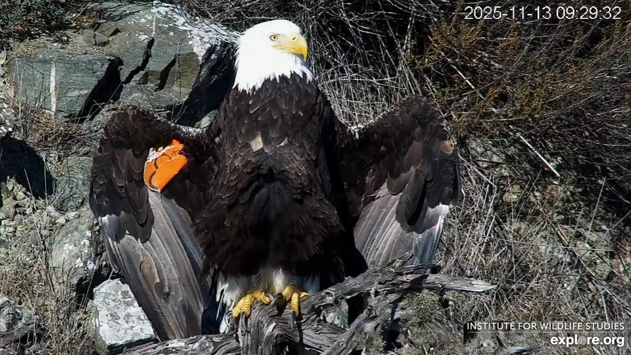 Two Harbors Eagles🦅Cholyn👑Spunk, Extreme Preen, Horaltic Pose 🪄 Chase Cameos💞explore.org/2025 Nov 13