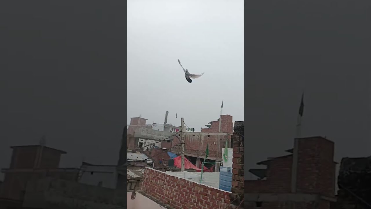 Aa jao mere sath live pigeon lovers ❤️