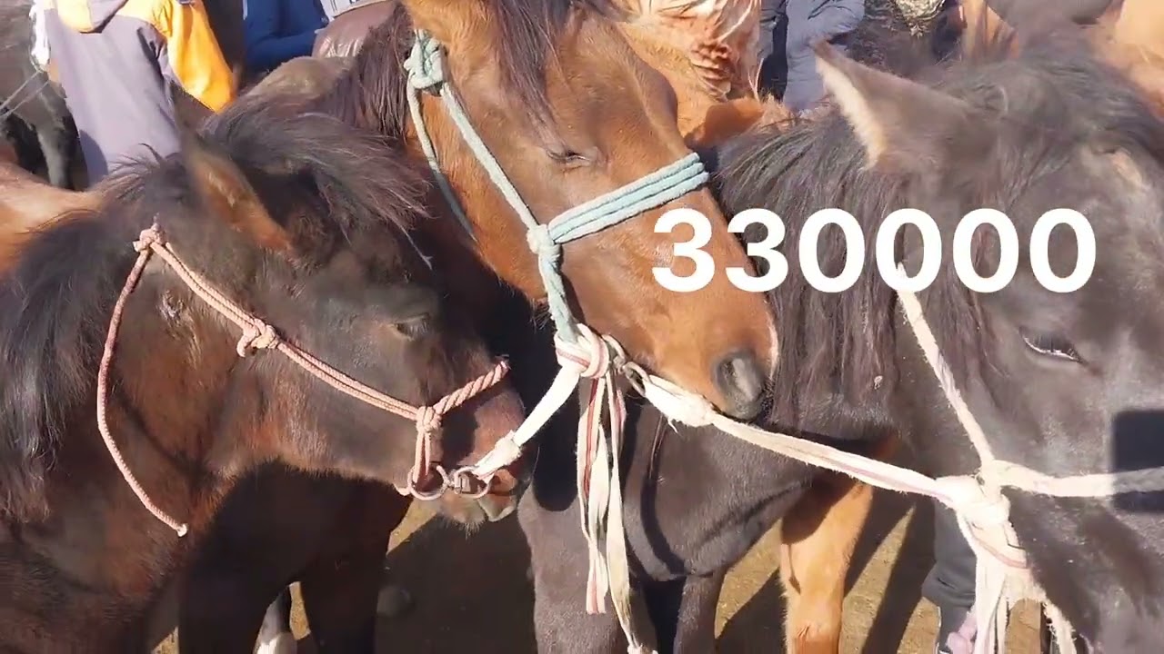 Тараз мал базарына 2🍋 ға керемет бие келді