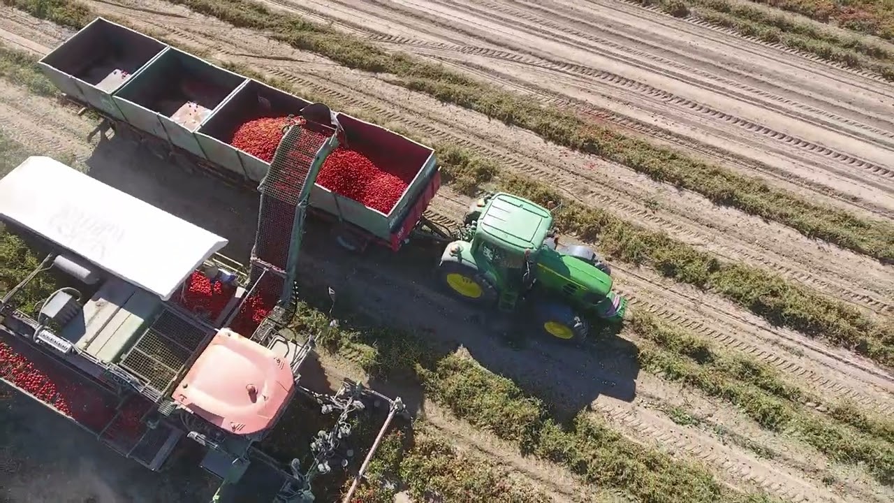 Tomates de Miajadas Agritom 2022