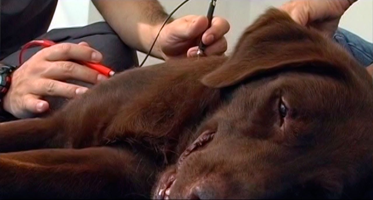 Trauma Cerebrovascular   en Perro Labrador - TvAgro por Juan Gonzalo Angel