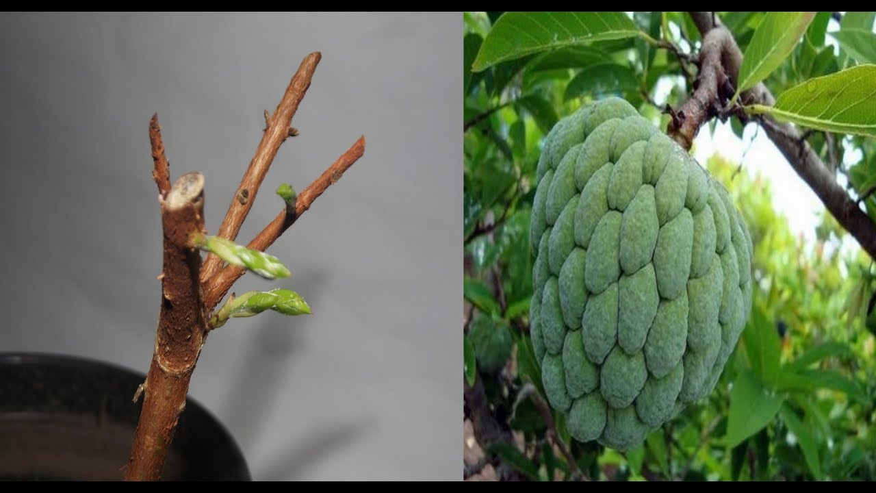 3 ESTAQUIA DA PINHA FRUTA DO CONDE ENRAÍZADA NA ÁREIA!