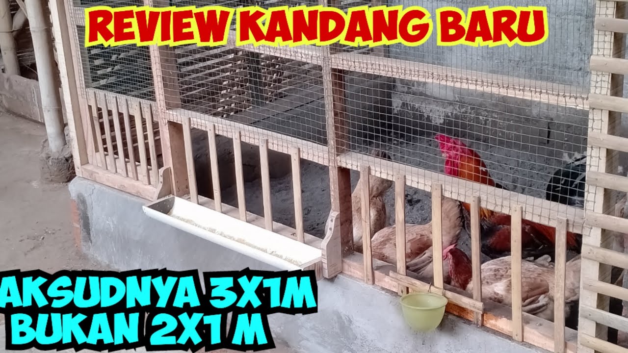 Review kandang baru