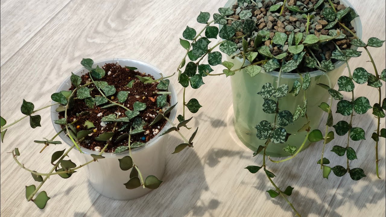 Как отреагировала на пересадку hoya curtisii 🧐... Сумбурная болтовня о хойях 😊