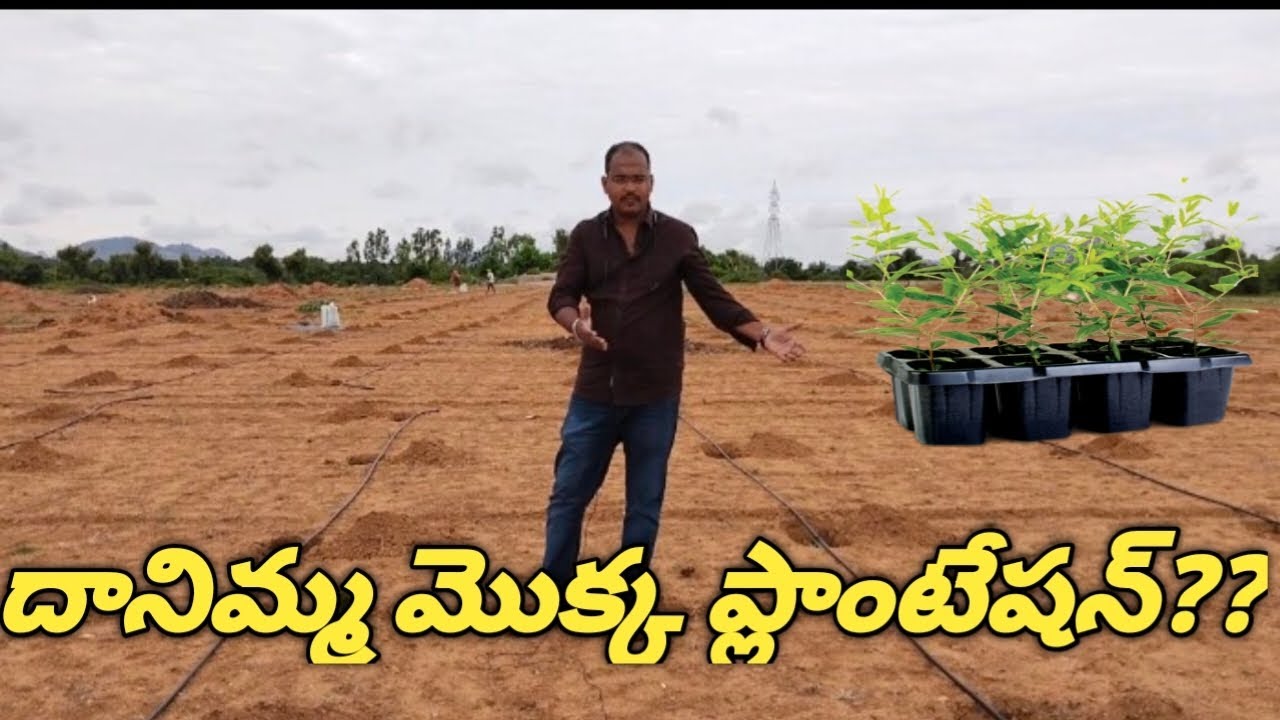 దానిమ్మ మొక్క ప్లాంటేషన్??//Pomogranate complete plantation??//#pomogranate