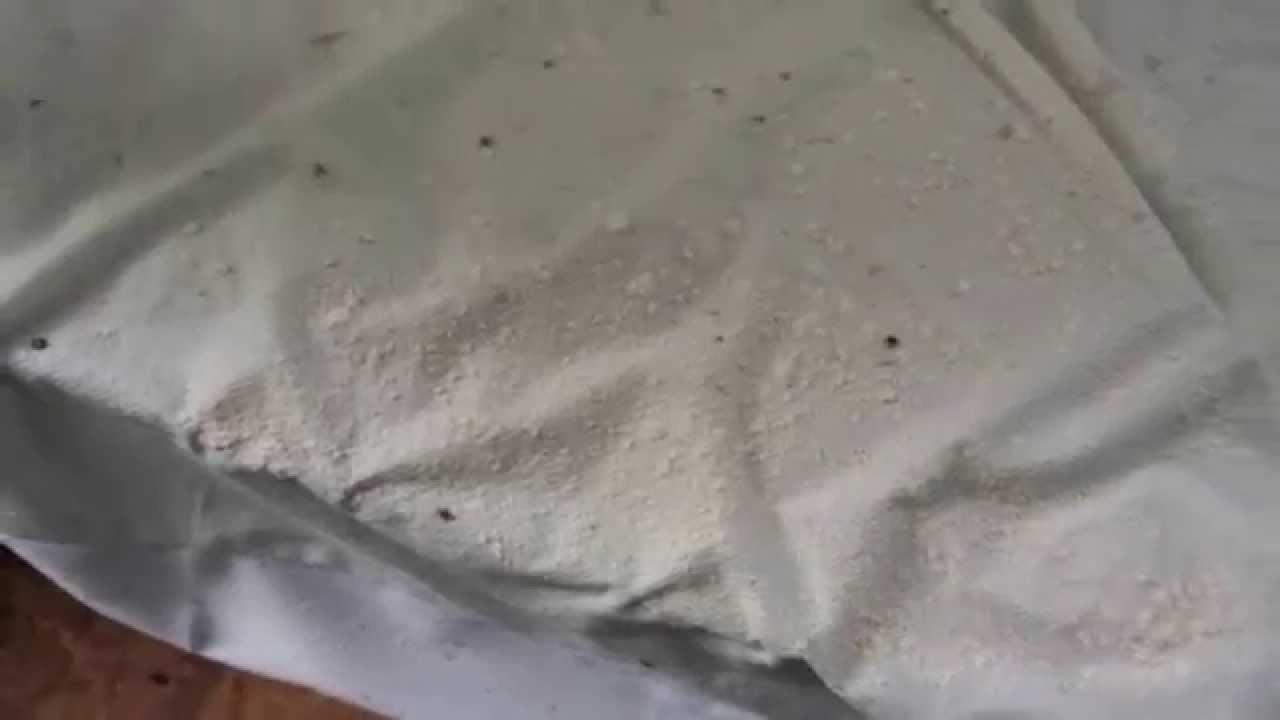 Active Bed Bugs