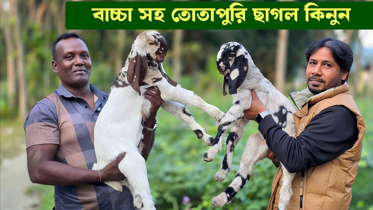 তোতাপুরি গাভিন ছাগল ও বাচ্চা সহ ক্রস ছাগল জামাল ভাইয়ের খামারে Goat Farming 