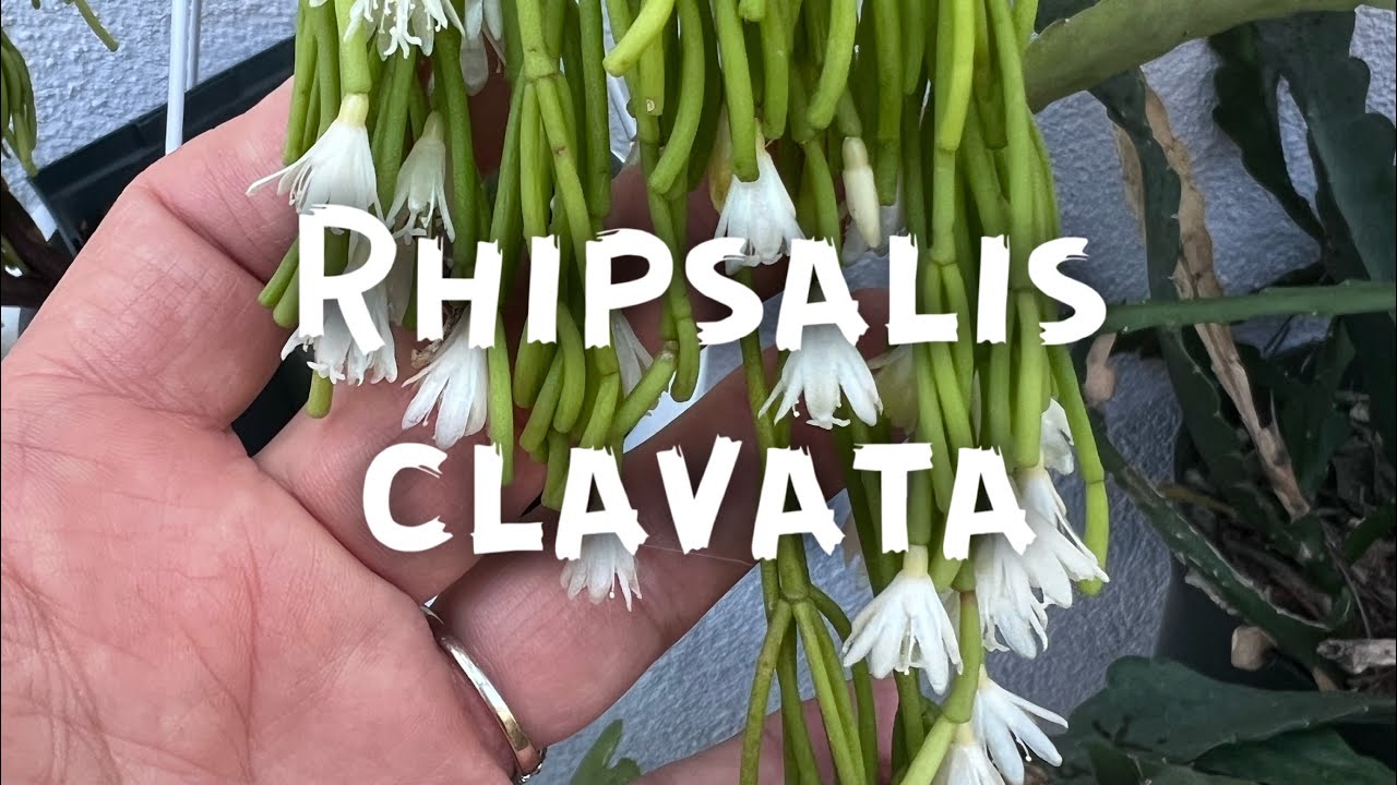 Rhipsalis clavata