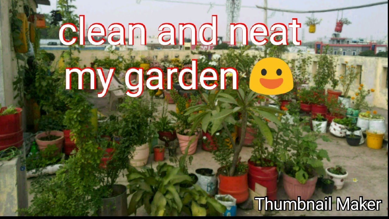 My garden 😃 view and how I maintain clean and neat