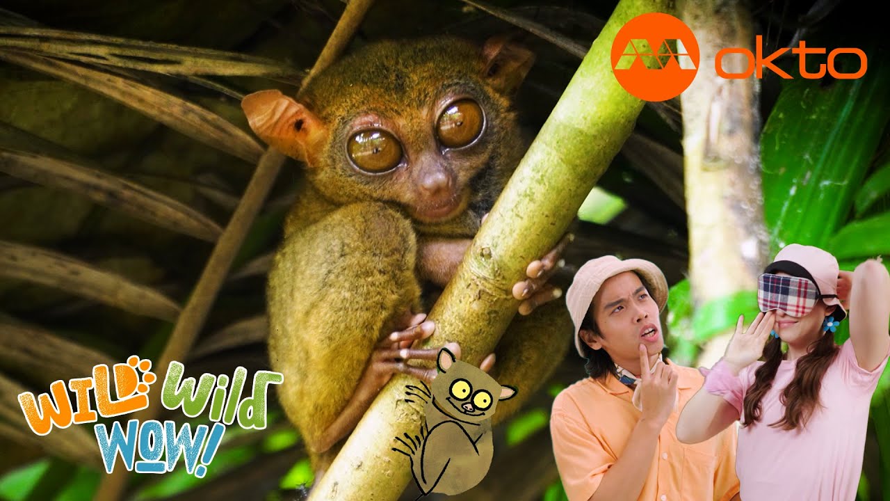 Wild TARSIER Animal KINGDOM Adventure 🐒🌿🌍 | Wild Wild Wow S3E02B | @mediacorpokto