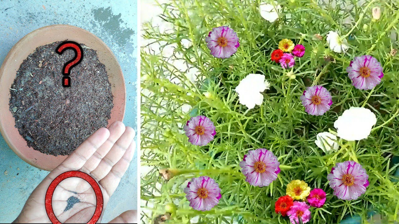 GROW Portulaca from seeds || Best and easy way to grow Moss rose from seeds