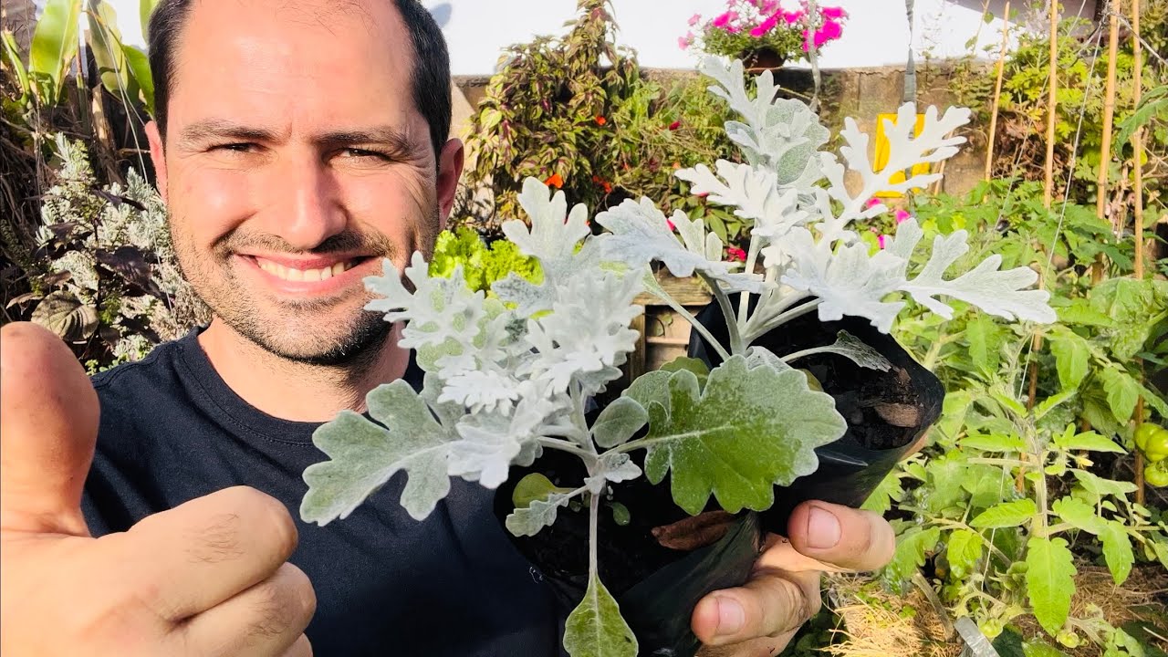 JACOBAEA MARÍTIMA A PLANTA PRATEADA