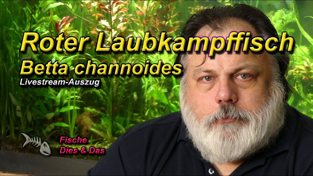 ROTER LAUBKAMPFFISCH - Betta channoides