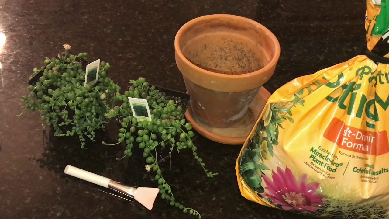 Succulents string of pearls re potting