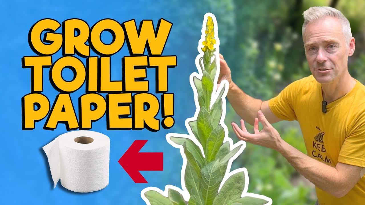NOT a WEED: Mullein - Nature's Toilet Paper