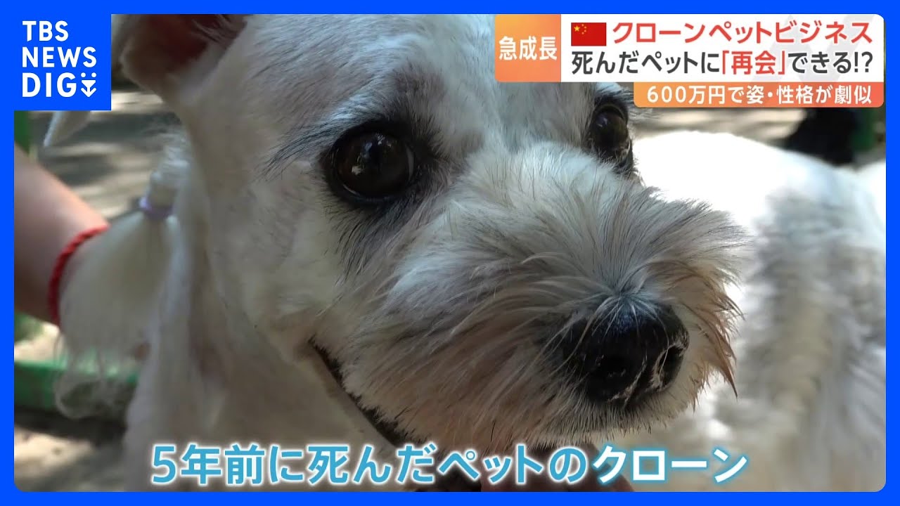 死んだペットに「再会」できる！？急成長する中国のクローンペットビジネス｜TBS NEWS DIG