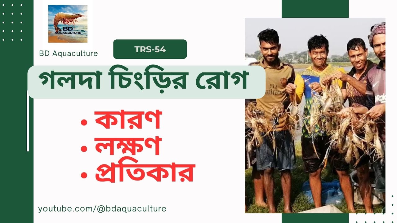 গলদা চিংড়ির রোগ এবং প্রতিকার। গলদা চিংড়ির রোগ ব্যবস্থাপনা। Disease of Prawn and it's Management ।