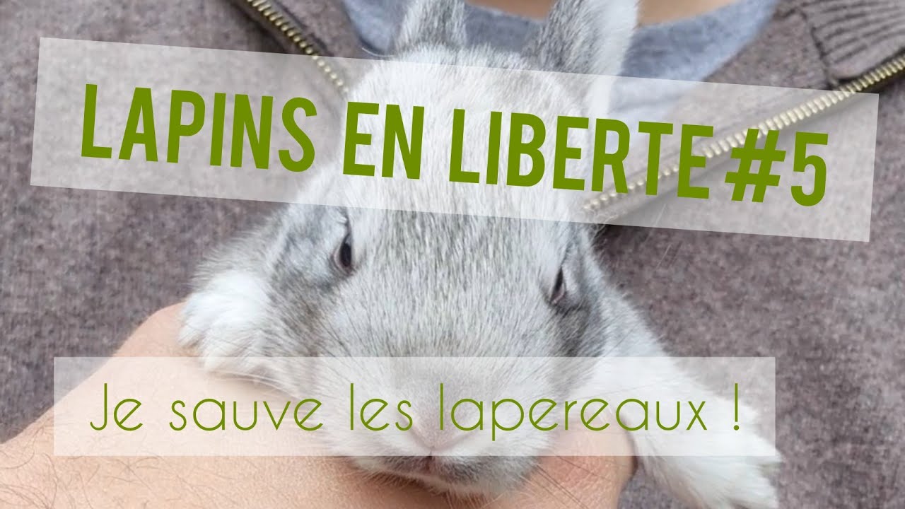 LAPINS EN LIBERTE #5 : Première portée dans l'enclos !