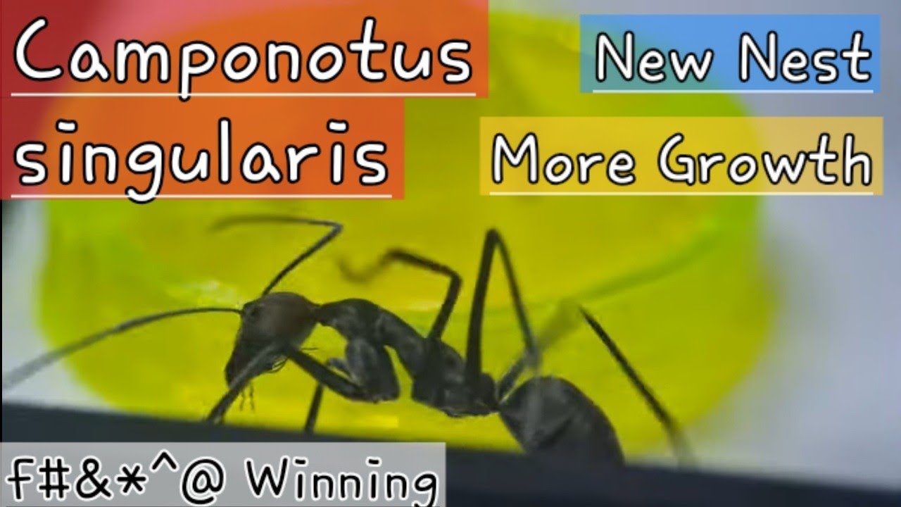 Camponotus Singularis - 6Weeks Deep