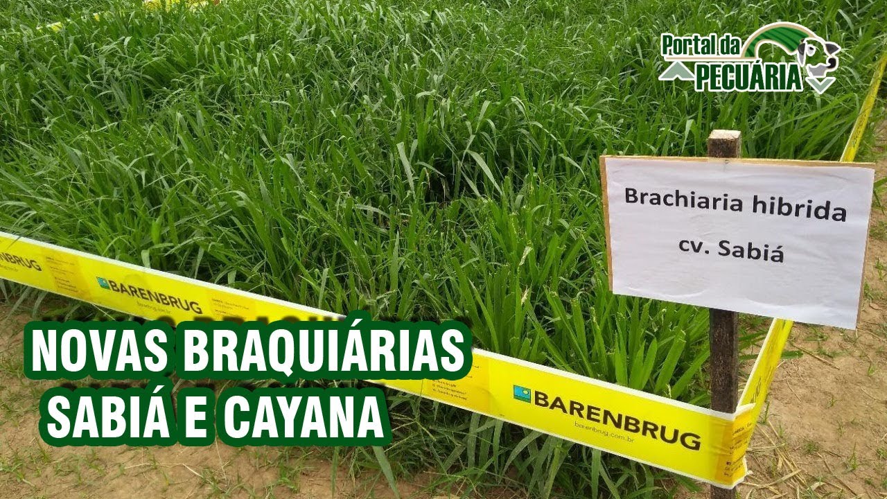 Novas Braquiárias Sabiá e Cayana.