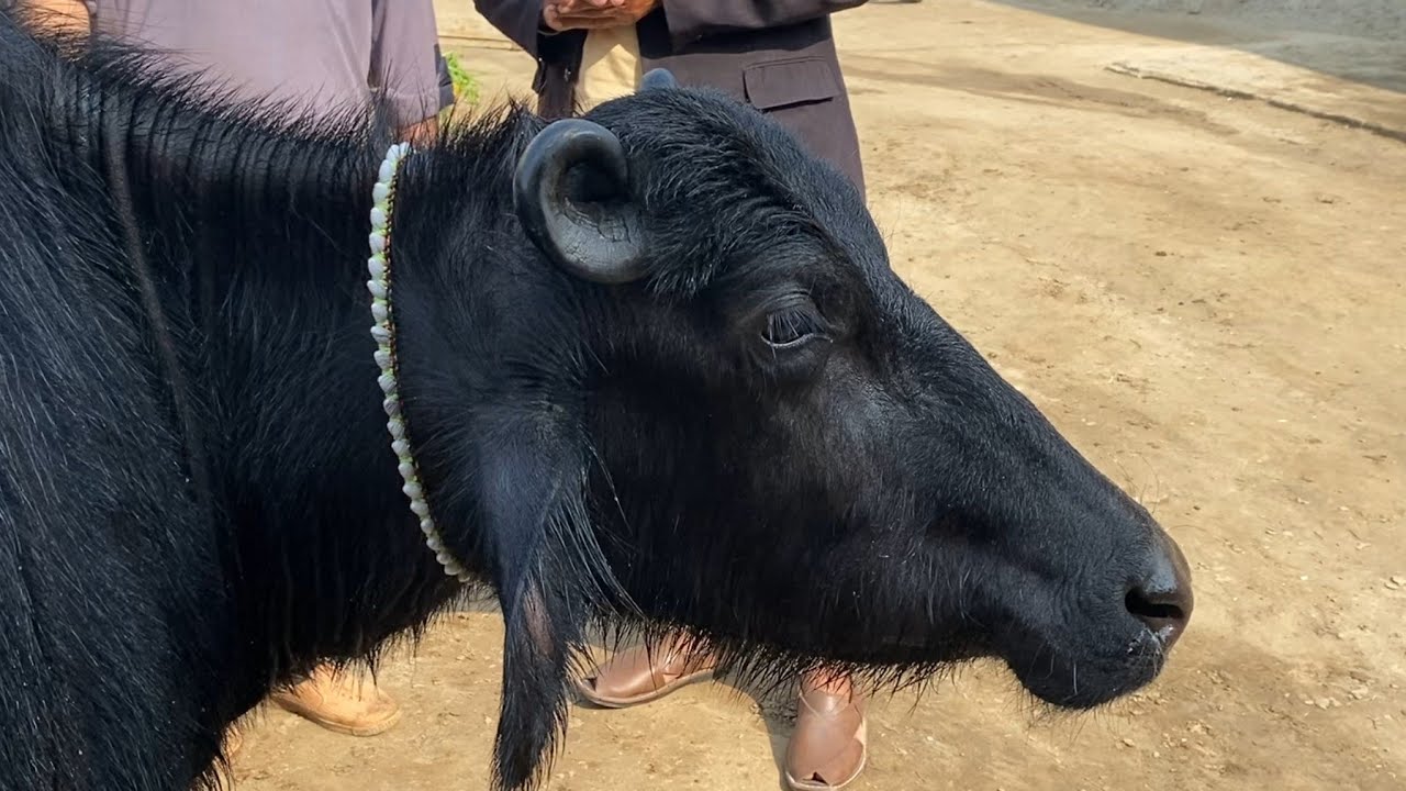 Buffalo for sale in Punjab Pakistan YouTube first/19/1/2026