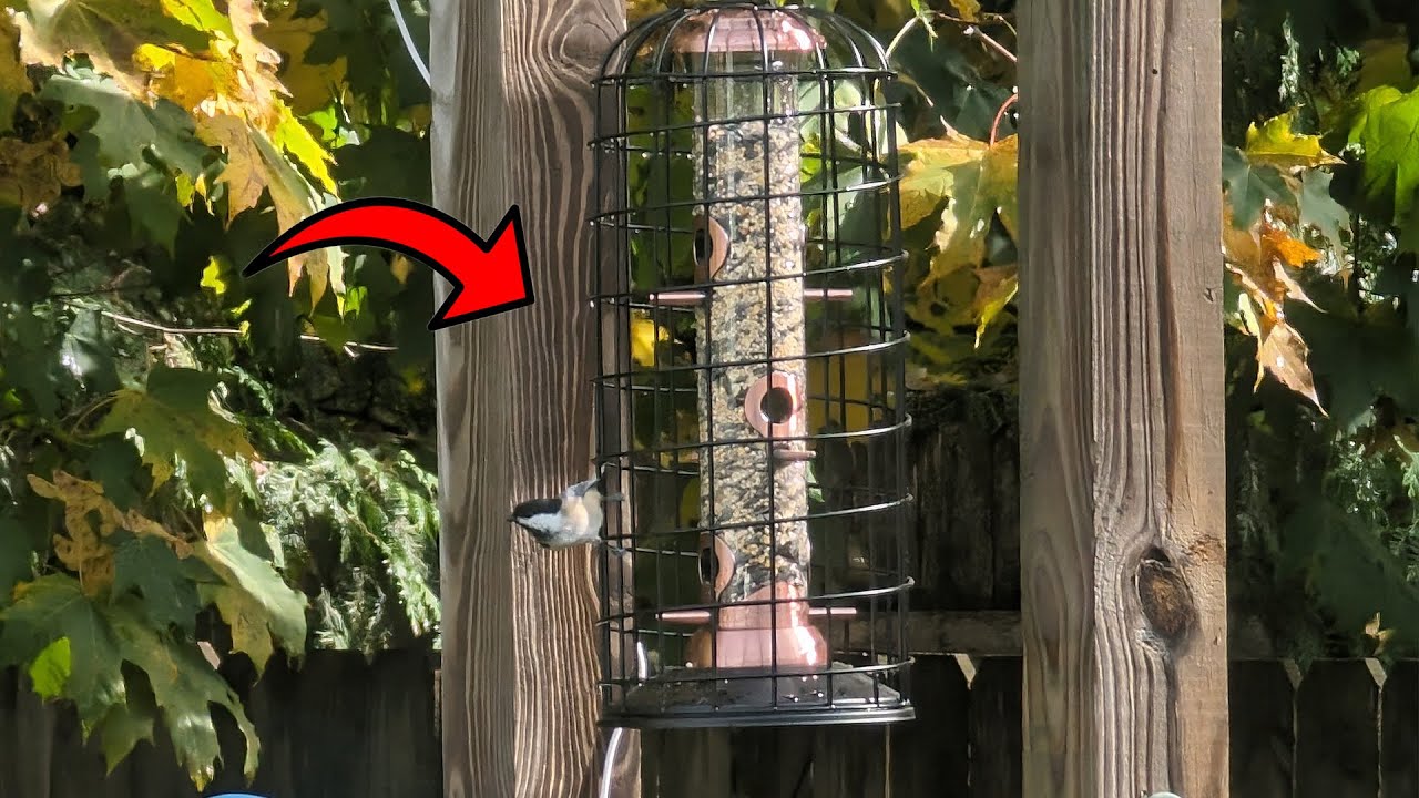 This Bird Feeder Really is Squirrel Proof!
