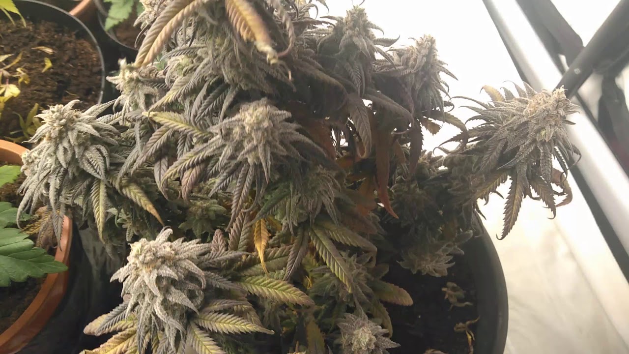 PEYOTE CRITICAL MARS HYDRO