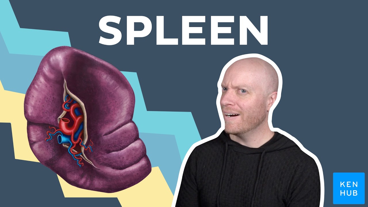 Spleen: Anatomy and function