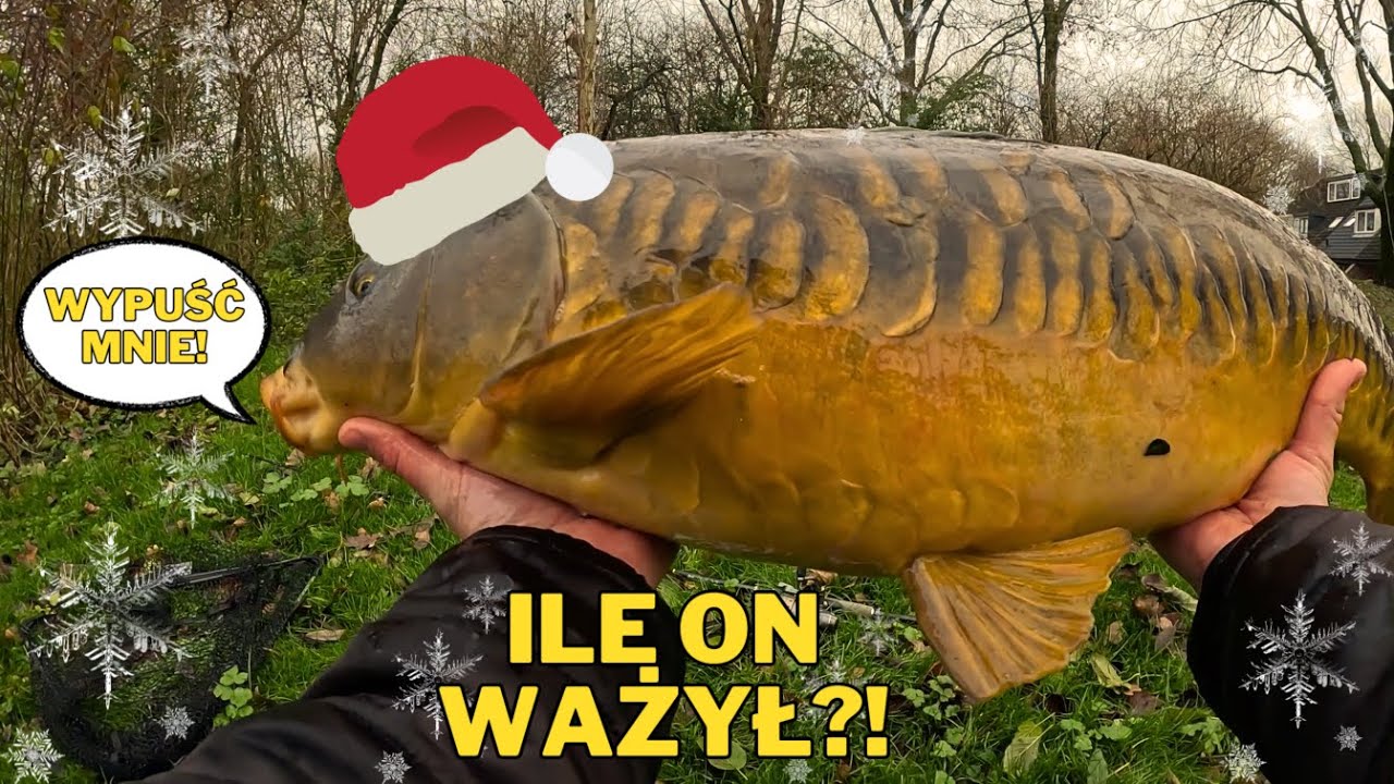 ŚWIĄTECZNY KARP NA SPINNING? - TA RYBA JEST OGROMNA!