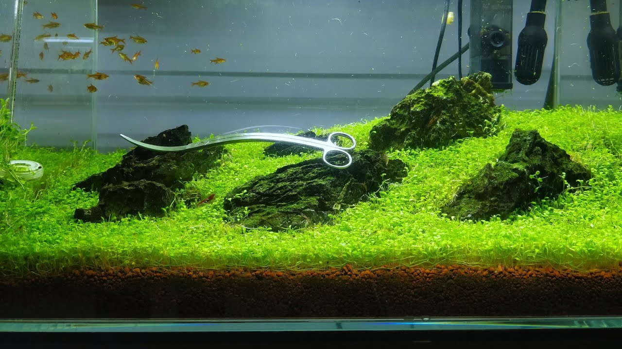 Trimming (carpet plant - Glossostigma) techniques in a planted aquarium