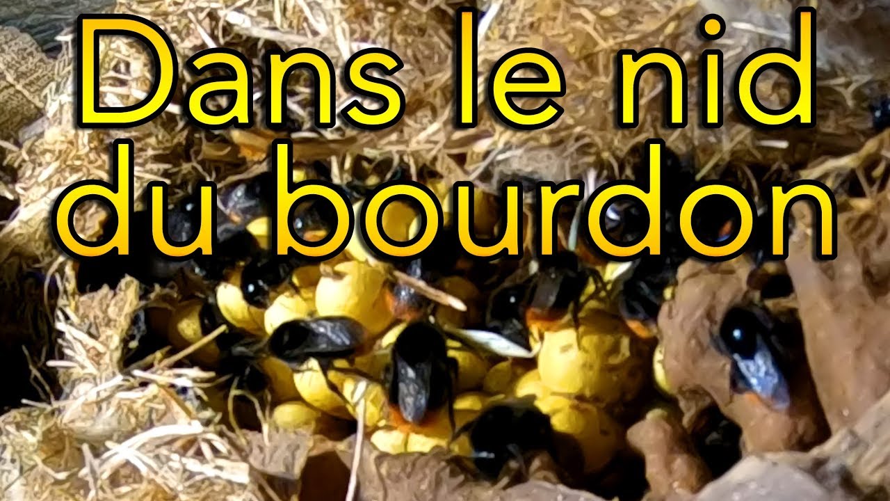 Dans le nid du bourdon (bonus)