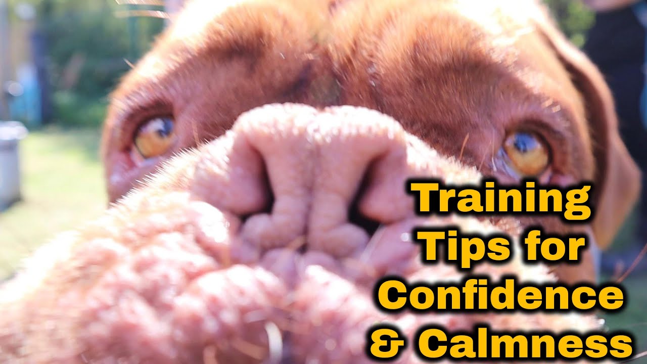 Training Tips for Confidence & Calmness French Mastiff