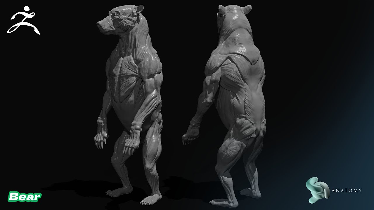 Bear Anatomy Sculpting In ZBrush & ZBrushCore (Base #1)