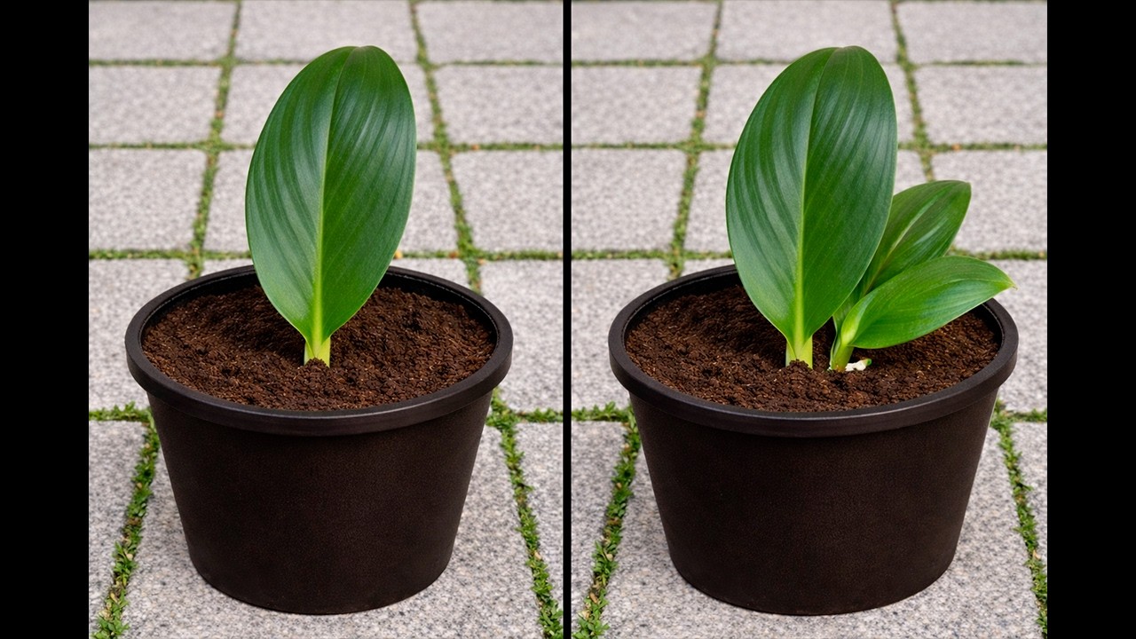 Just coffee! Peace lily Sprouts and roots grow uncontrollably and the flowering season will approach