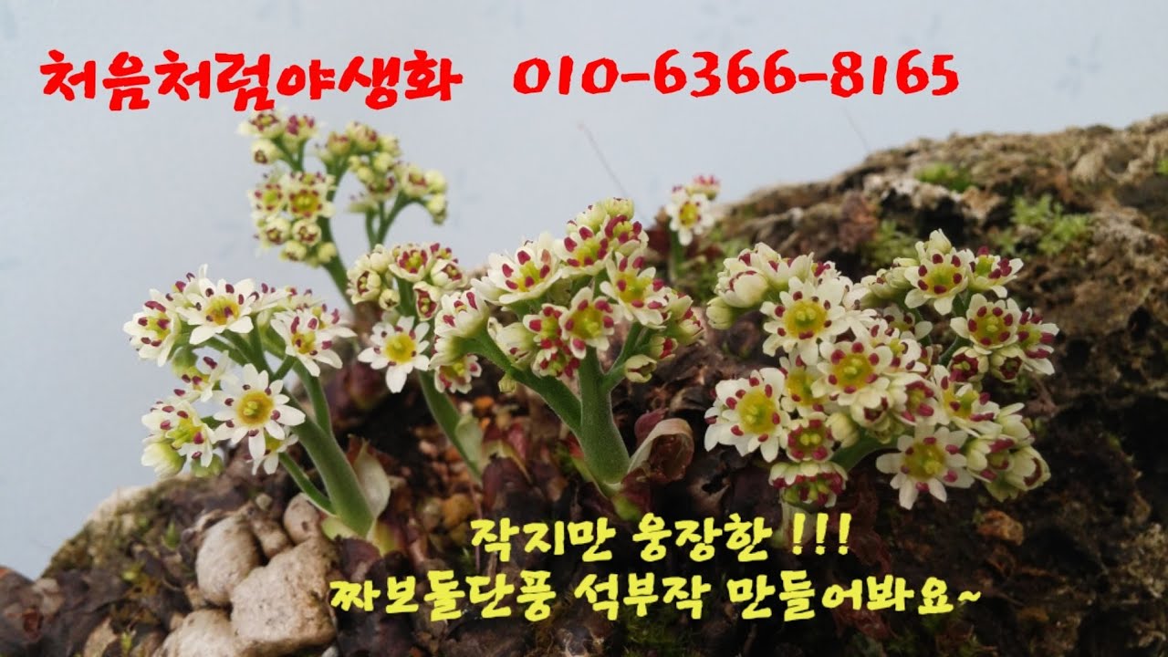 작지만 웅장함을 표현한 짜보돌단풍 석부작 만들기~^^