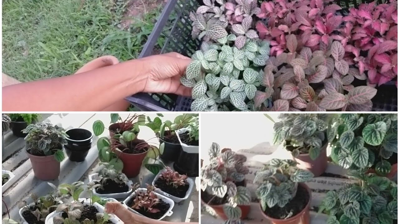 FIZ MUDAS DE PEPEROMIA e FITONIA / DIA DE CUIDAR DAS BONITAS