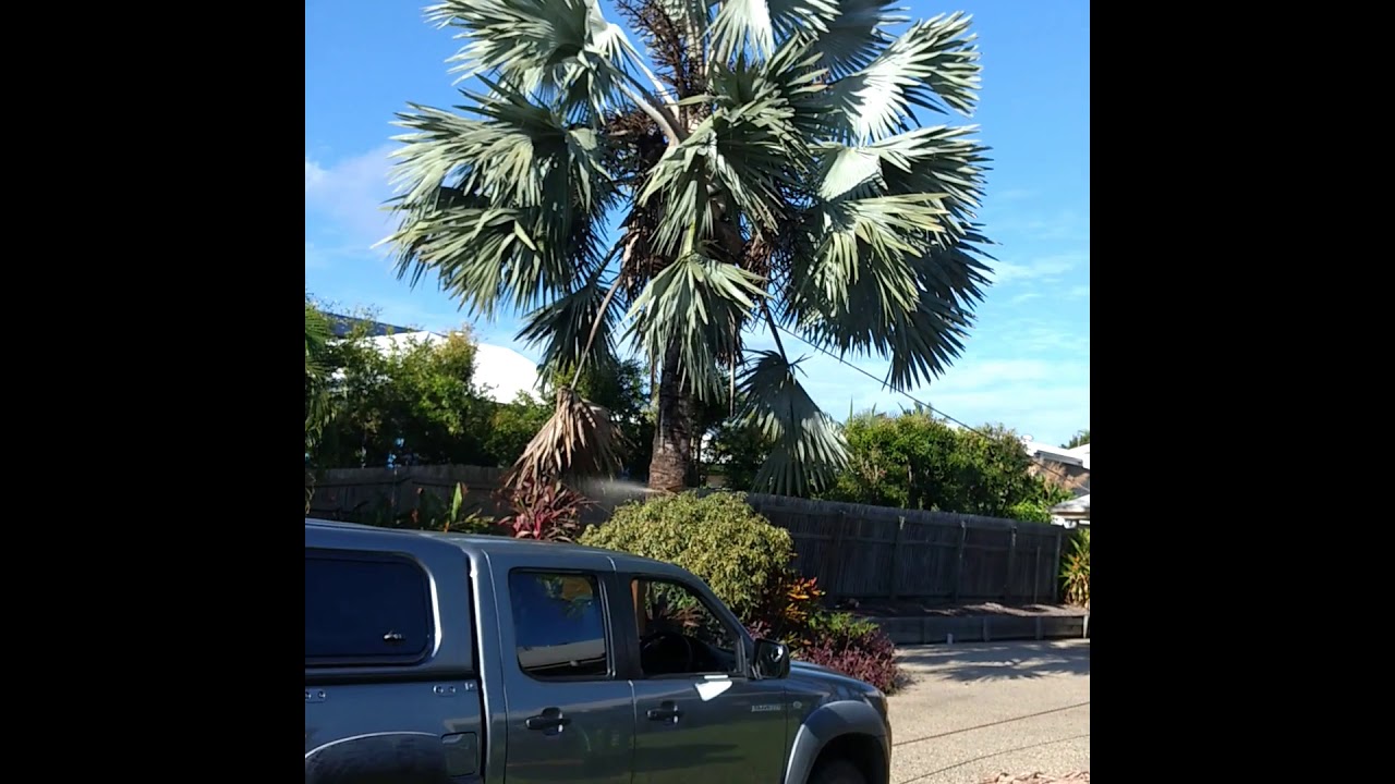 Bismarck palm fell