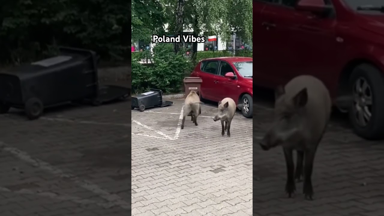 Poland Vibes Wild Boars in Action #poland #wildboar #polandvibes #gdynia #polen #polonia #pologne