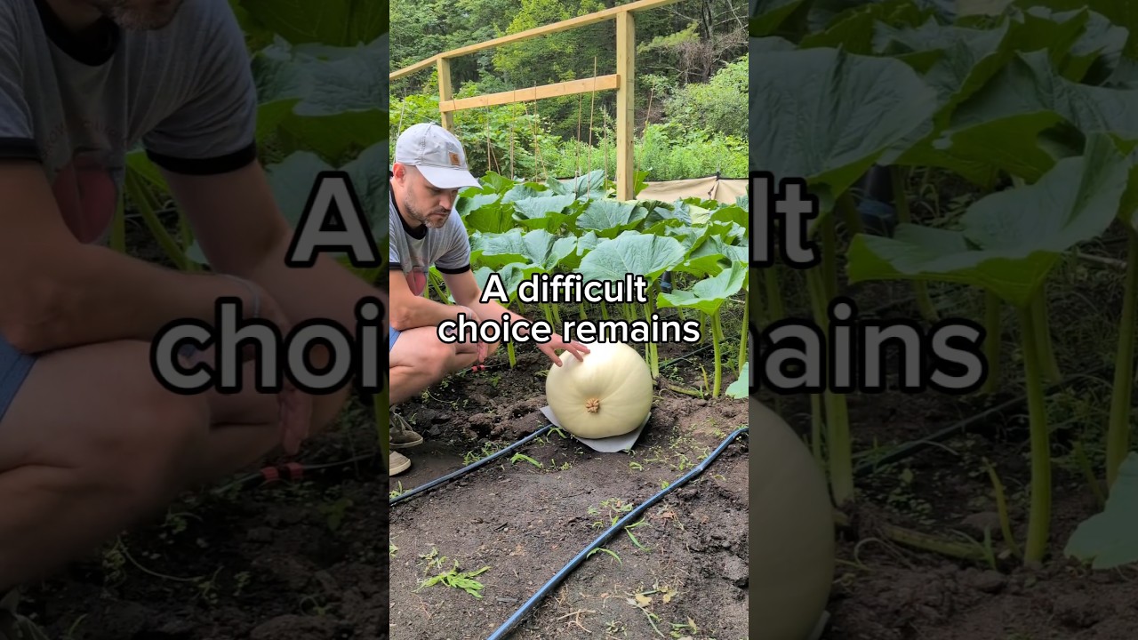 they all look good 🎃🎃🎃 #giantpumpkin #gardening #plants #pumpkin #garden #vegetables