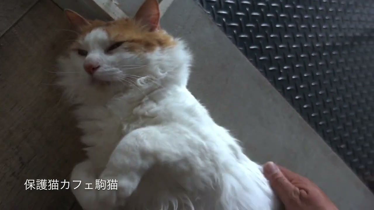 おねむの新ねこ かいりくん、かわいすぎ！保護猫カフェ駒猫