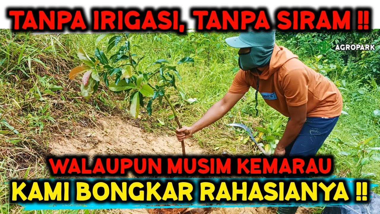 RAHASIA BERKEBUN TANPA IRIGASI TANPA SIRAM ‼️ PERSIAPAN KEMARAU HEMAT BIAYA