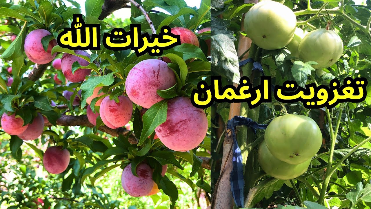 موسم البرقوق في مزرعة تغزويت ارغمان منبع الفواكه والخضروات طبيعية تجود الأرض بخيرات الله..#ايت_وياغر