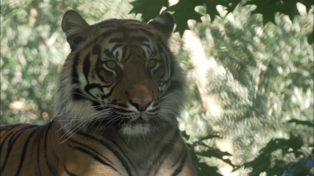 Howletts Wild Animal Park 19th September 2025