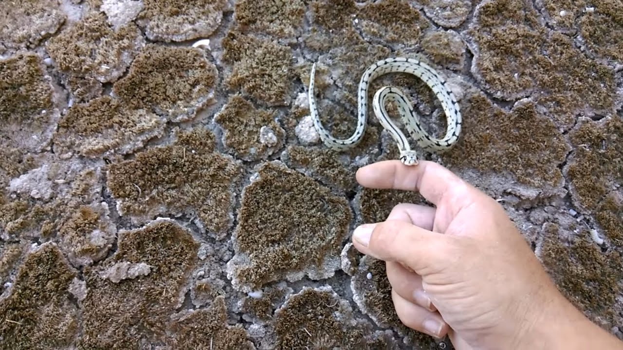 Rescate de una culebra escalera con un patron inusual