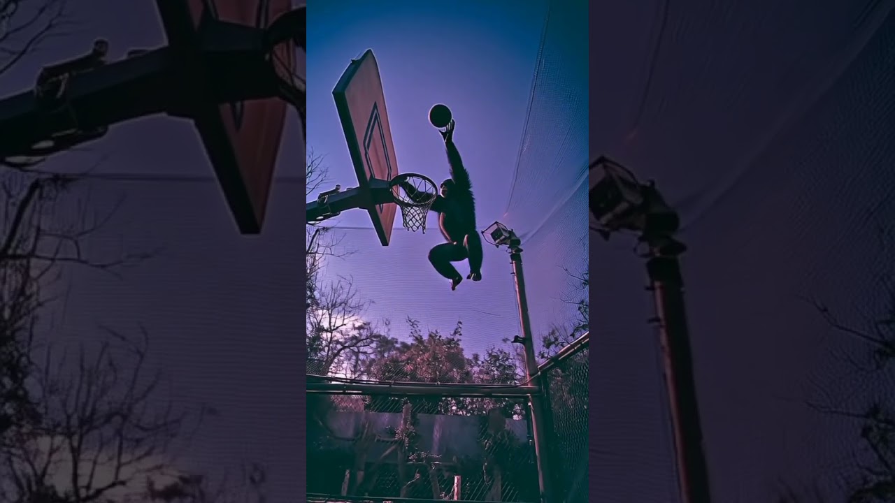 best hoops #animals #cute #trending #funny #basketball #viral #home #nest #shortvideo #challenge @ai