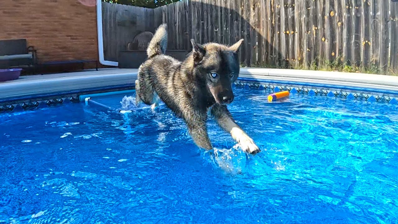 Time to Go Swimming With the Dogs in the Pool!