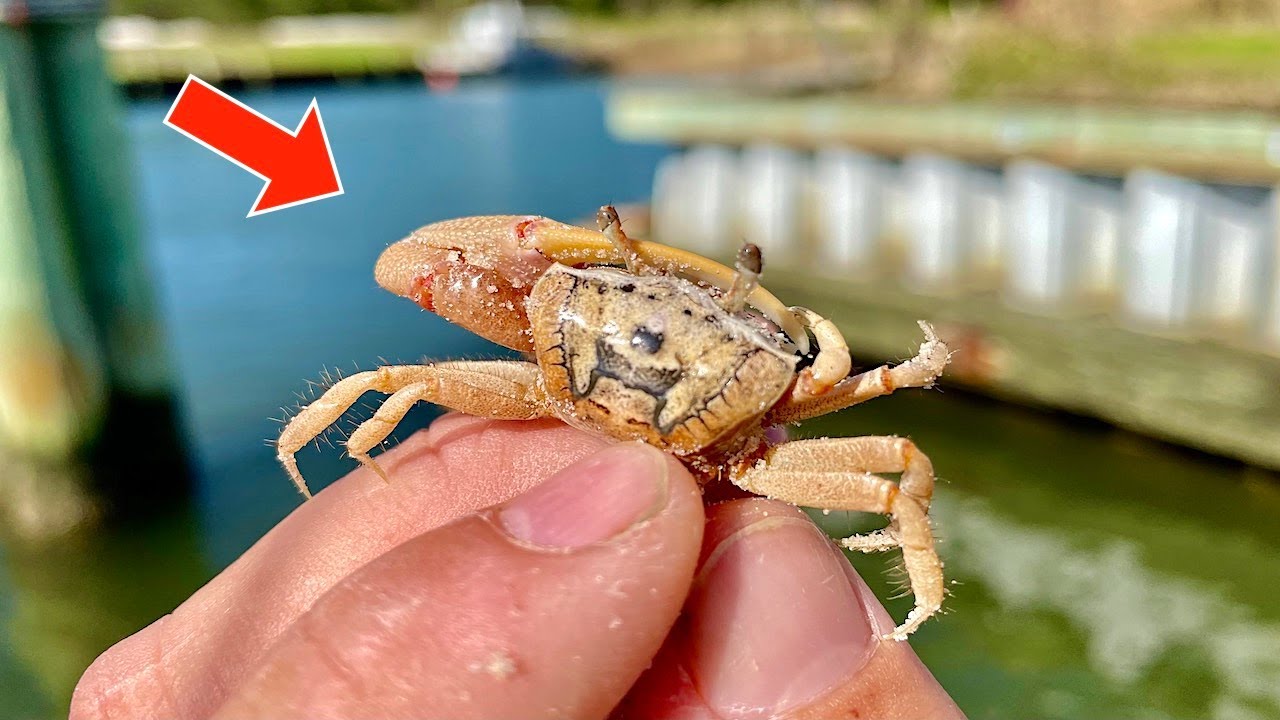 Ловим ЖИВОГО! КРАБА у МОРСКОЙ ДАМПЫ на УЖИН!